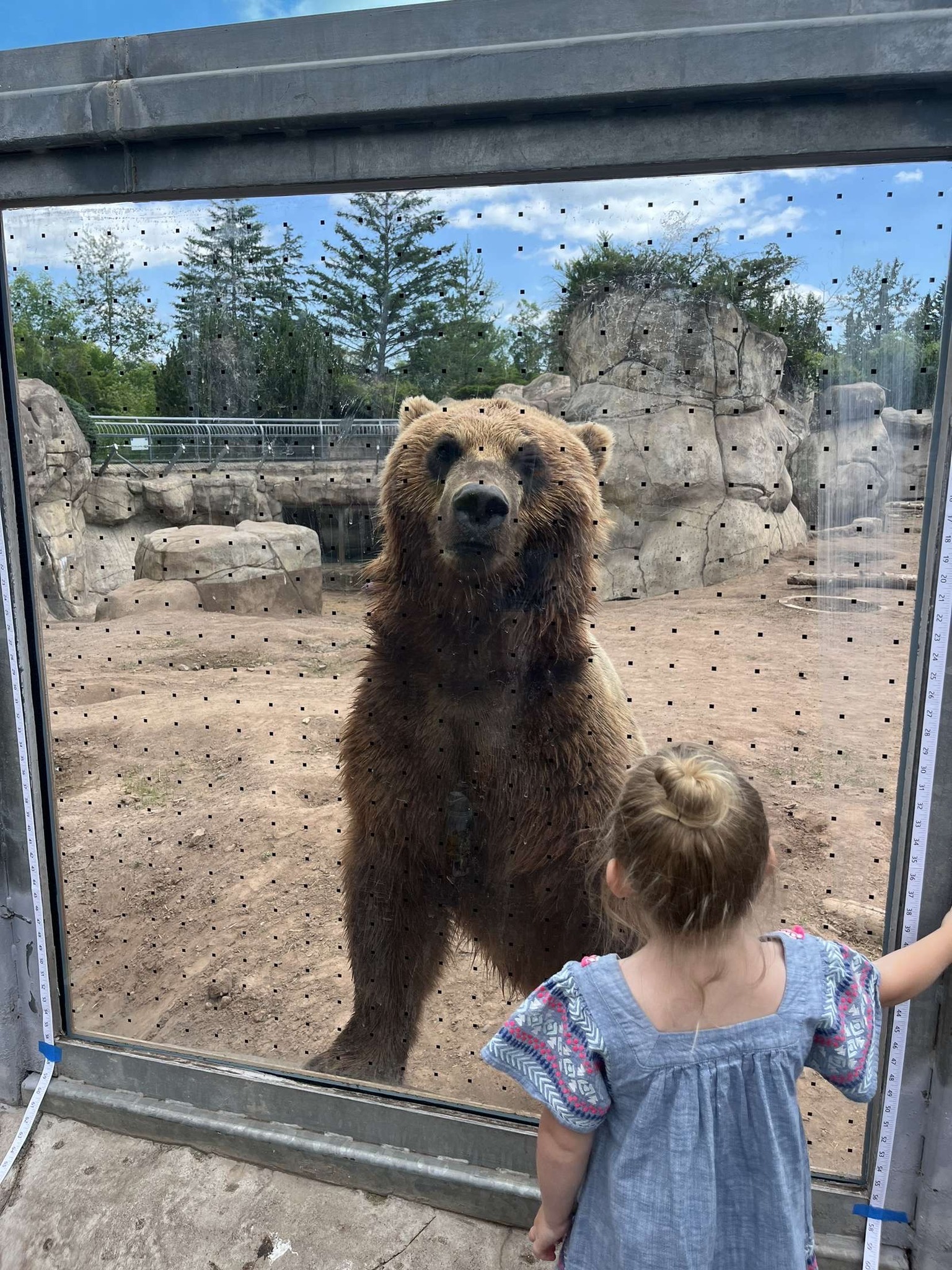 800 pound bear undergoes dental procedure for his new metal canine crown 800 pound bear undergoes dental procedure for his new metal canine crown