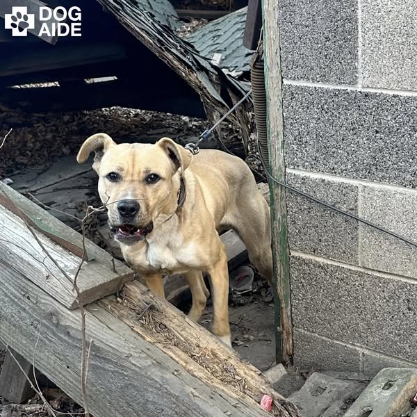 Happiest dog’s final day chained in freezing temperatures as her elderly owner could barely care for himself