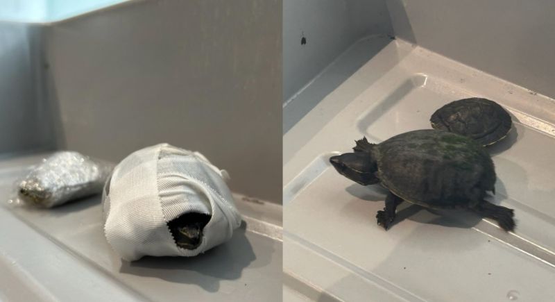 Woman with 2 live turtles stuffed in bra caught by TSA at Miami airport