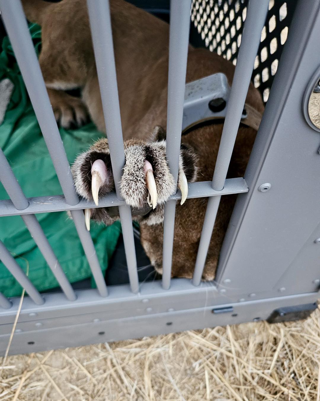 Mountain lion chased up tree by tiny family dog rescued by wildlife officers