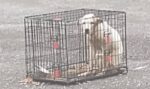 Heartless owner abandoned poor dog in cage just before storm but rescuers rushed to help