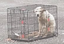 Heartless owner abandoned poor dog in cage just before storm but rescuers rushed to help