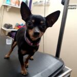 Twin sisters arrested after allegedly throwing 3 pound Chihuahua out of moving vehicle