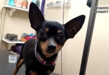 Twin sisters arrested after allegedly throwing 3 pound Chihuahua out of moving vehicle