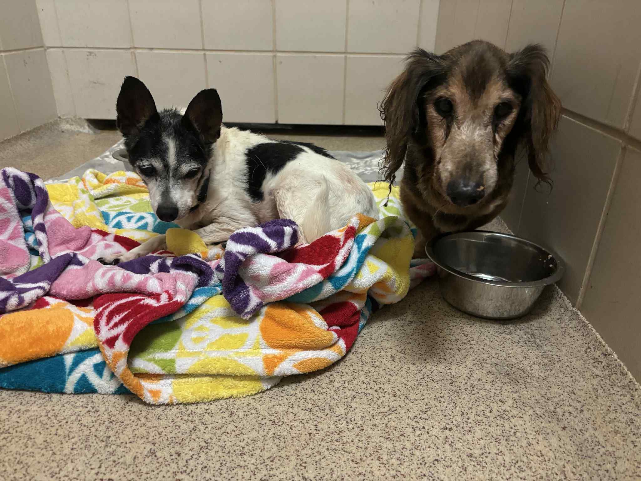 Two old bonded souls nearly blind depend on each other for support need one last chance