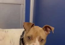 Shelter dog’s gentle spirit in grave danger as long stay at shelter takes heartbreaking toll