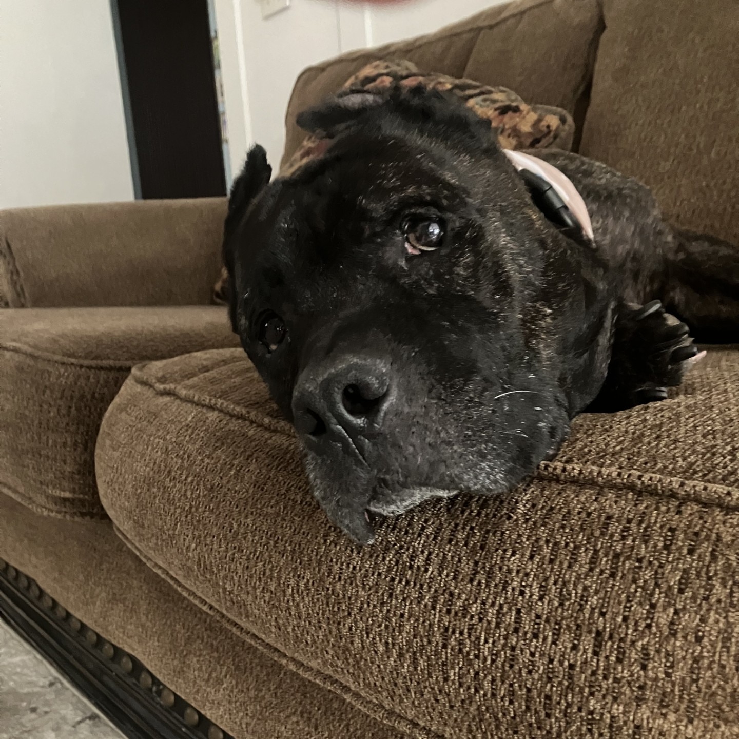 Most heartwarming foster failure ever: Tyson’s ‘Adopt A Shelter Pet Day’ wish comes true Most heartwarming foster failure ever: Tyson’s ‘Adopt A Shelter Pet Day’ wish comes true