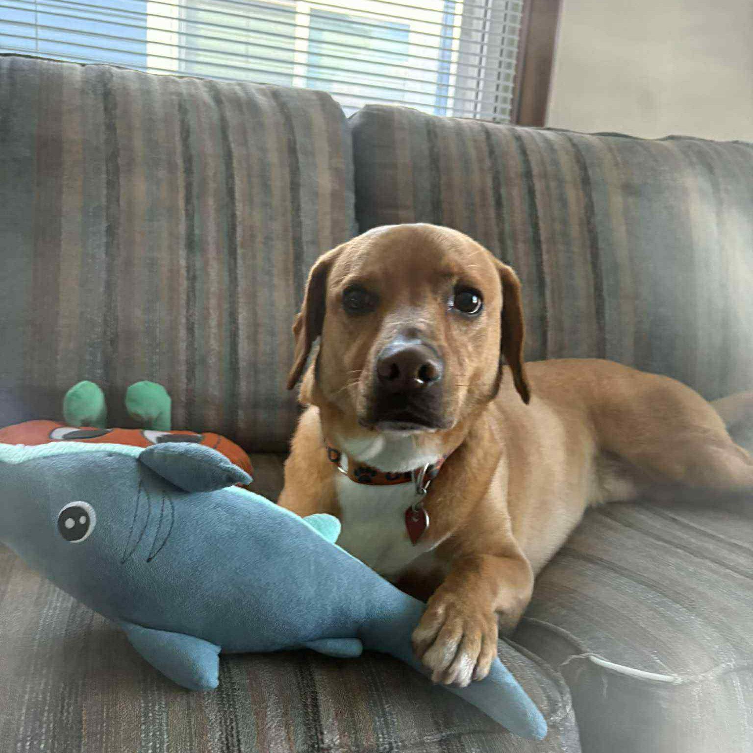 Heartwarming: Dog who spent 4 years in shelter waiting for his person adopted