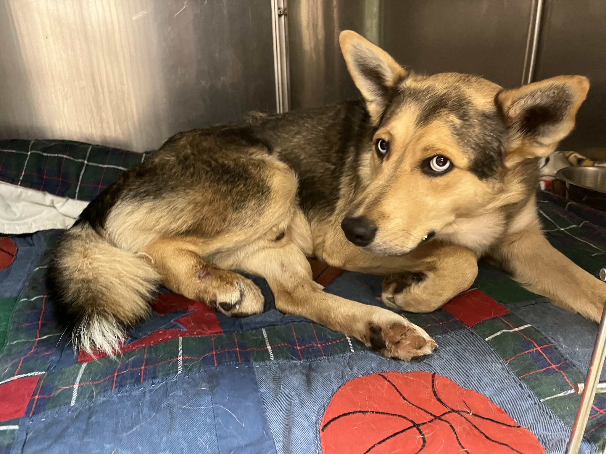 Stray shepherd found with bear trap on leg had hard time of it but just one last hurdle to overcome and life will be magical Stray shepherd found with bear trap on leg had hard time of it but just one last hurdle to overcome and life will be magical