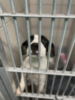 Heartbreaking: Last chance needed for friendly and sweet mama and her puppies