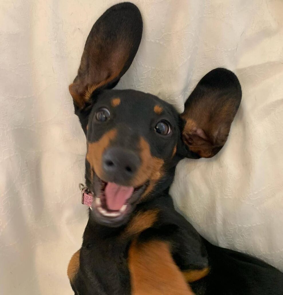 After 529 days Valerie the dachshund is safe and no longer on the run After 529 days Valerie the dachshund is safe and no longer on the run