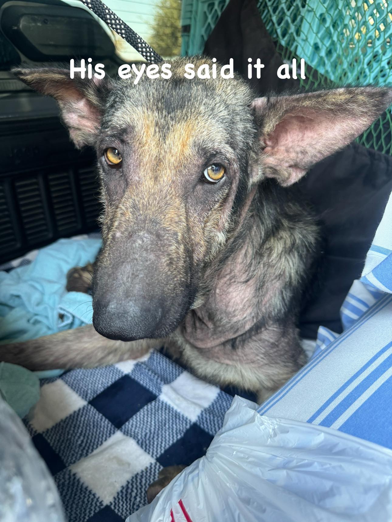 Heartwarming: ‘Brilliant’ shepherd thrown away like trash by monsters rescued and adored by those who saved him