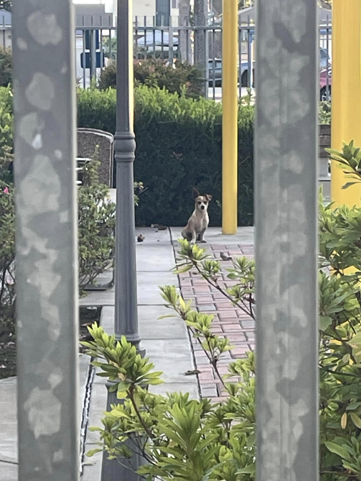 Three tiny dogs tried so hard to survive when dumped out of van at park snuggled together after heartwarming rescue