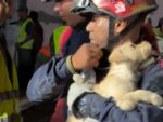 Frightened puppy nuzzles in rescuer’s arms after being plucked from rubble of Venezuela earthquakes Frightened puppy nuzzles in rescuer’s arms after being plucked from rubble of Venezuela earthquakes