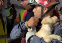 Frightened puppy nuzzles in rescuer’s arms after being plucked from rubble of Venezuela earthquakes