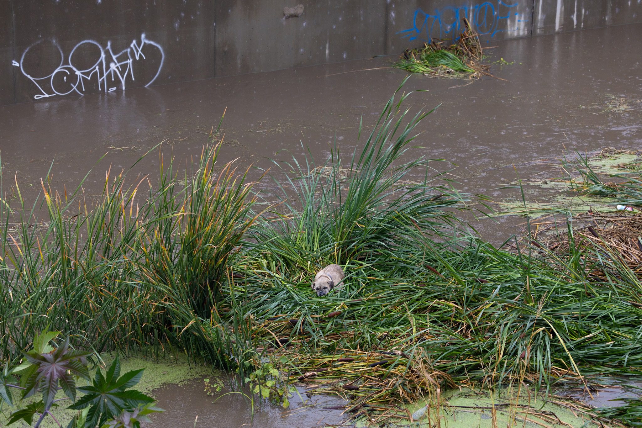 Stranded pup curled up in weeds of California floodwaters rescued by firefighter