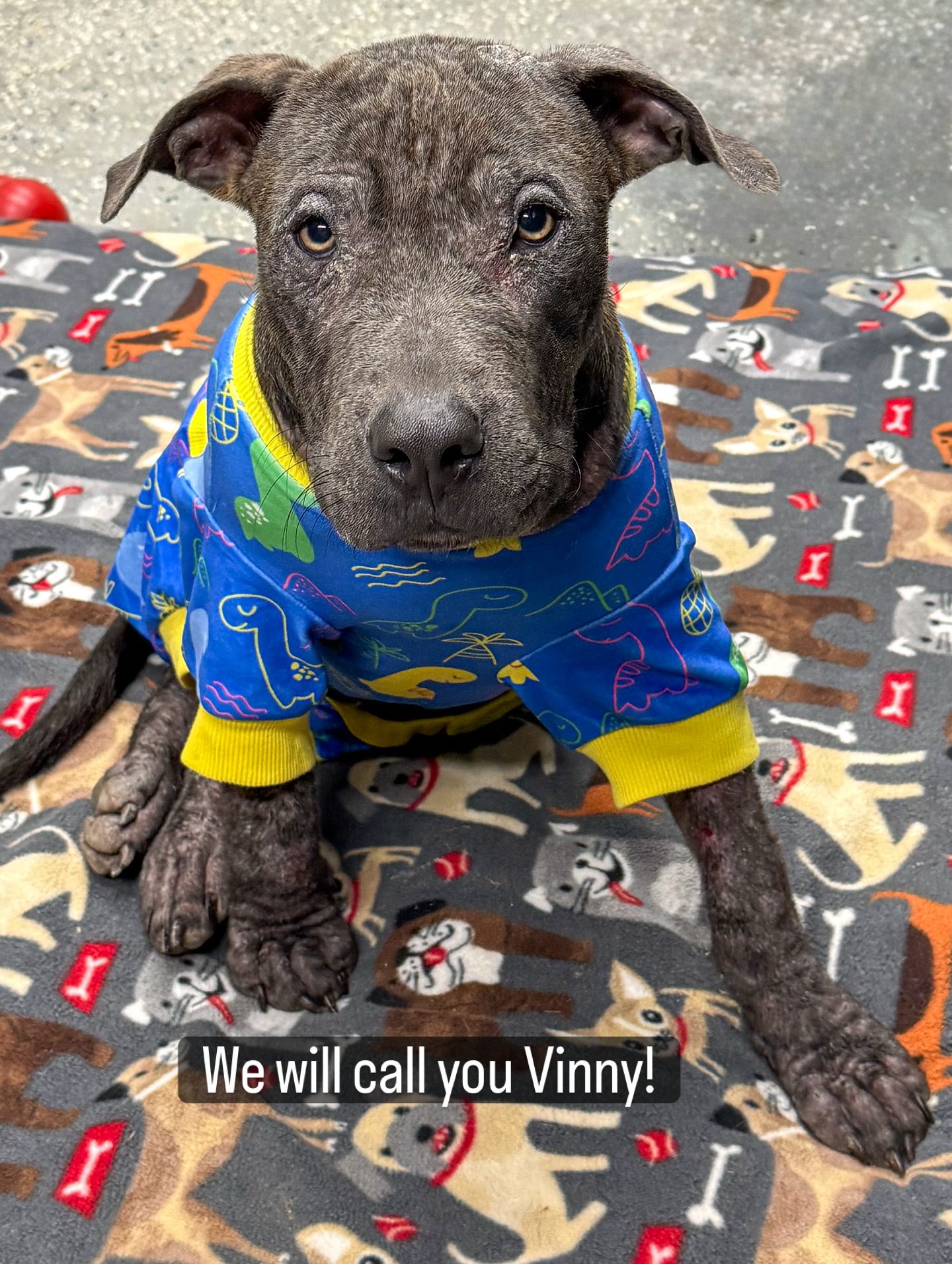Puppy abandoned at dump used to cars passing by and no one stopping but now the best is yet to come