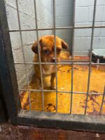 Sad little puppy found wandering alone but he wasn’t missed because his family didn’t want him Sad little puppy found wandering alone but he wasn’t missed because his family didn’t want him