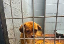 Sad little puppy found wandering alone but he wasn’t missed because his family didn’t want him