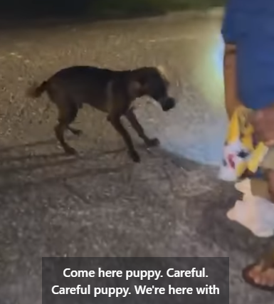 Six-month-old puppy’s future looks brighter after found with embedded rubber band around his snout Six-month-old puppy’s future looks brighter after found with embedded rubber band around his snout