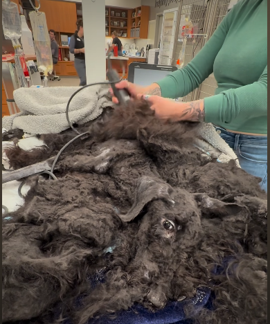 Skeletal goldendoodle weighing just 12 pounds saved by Phoenix rescue making our hearts smile as her miracle recovery continues Skeletal goldendoodle weighing just 12 pounds saved by Phoenix rescue making our hearts smile as her miracle recovery continues