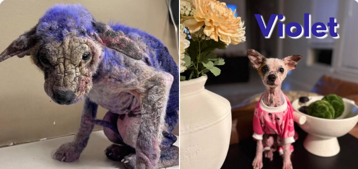 From heartbreaking case of neglected pup covered in purple substance to beautiful transformation settles in with her new family From heartbreaking case of neglected pup covered in purple substance to beautiful transformation settles in with her new family
