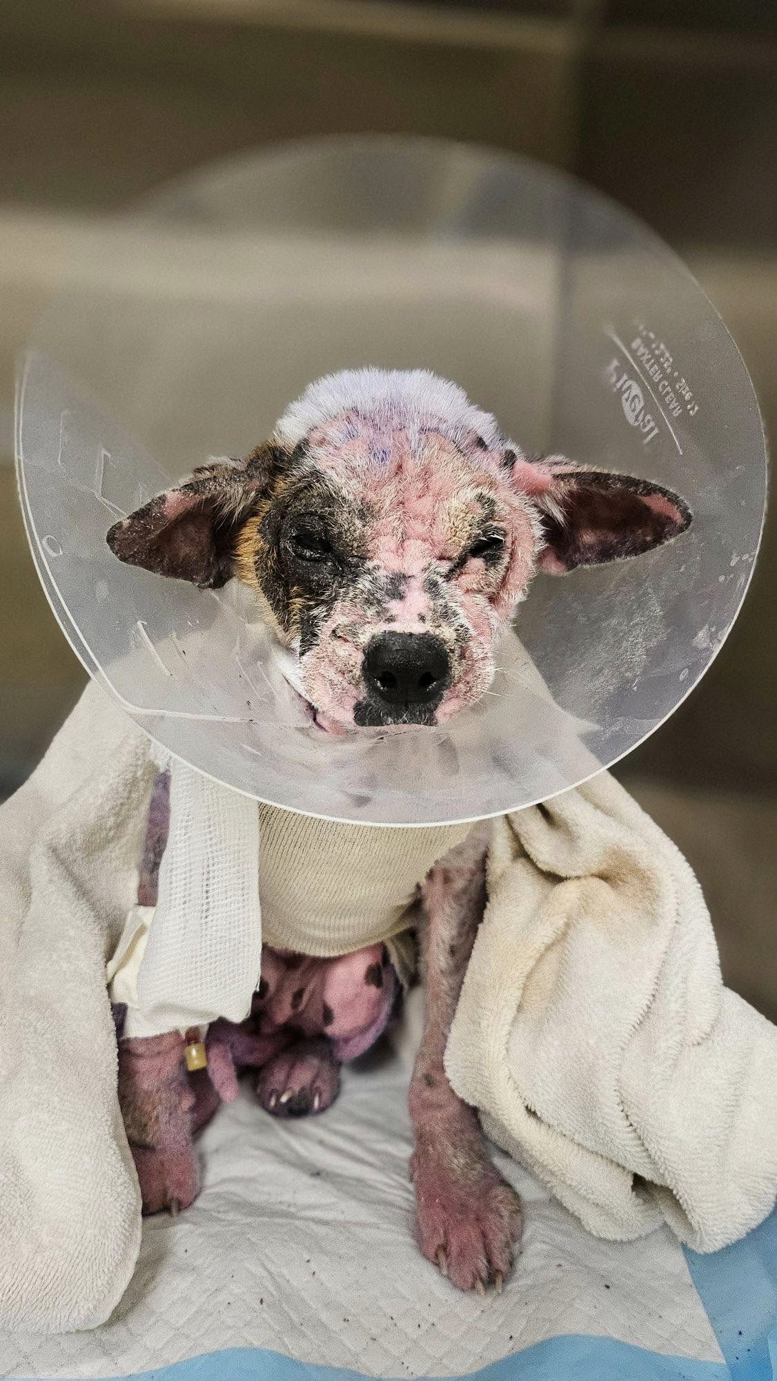 UPDATE: Tiny puppy covered in scabs and purple spray rescued by Houston rescue making small steps to recovery