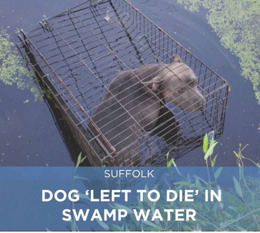 Dog locked in crate left to drown in algae filled swamp up to his neck rescued just in time