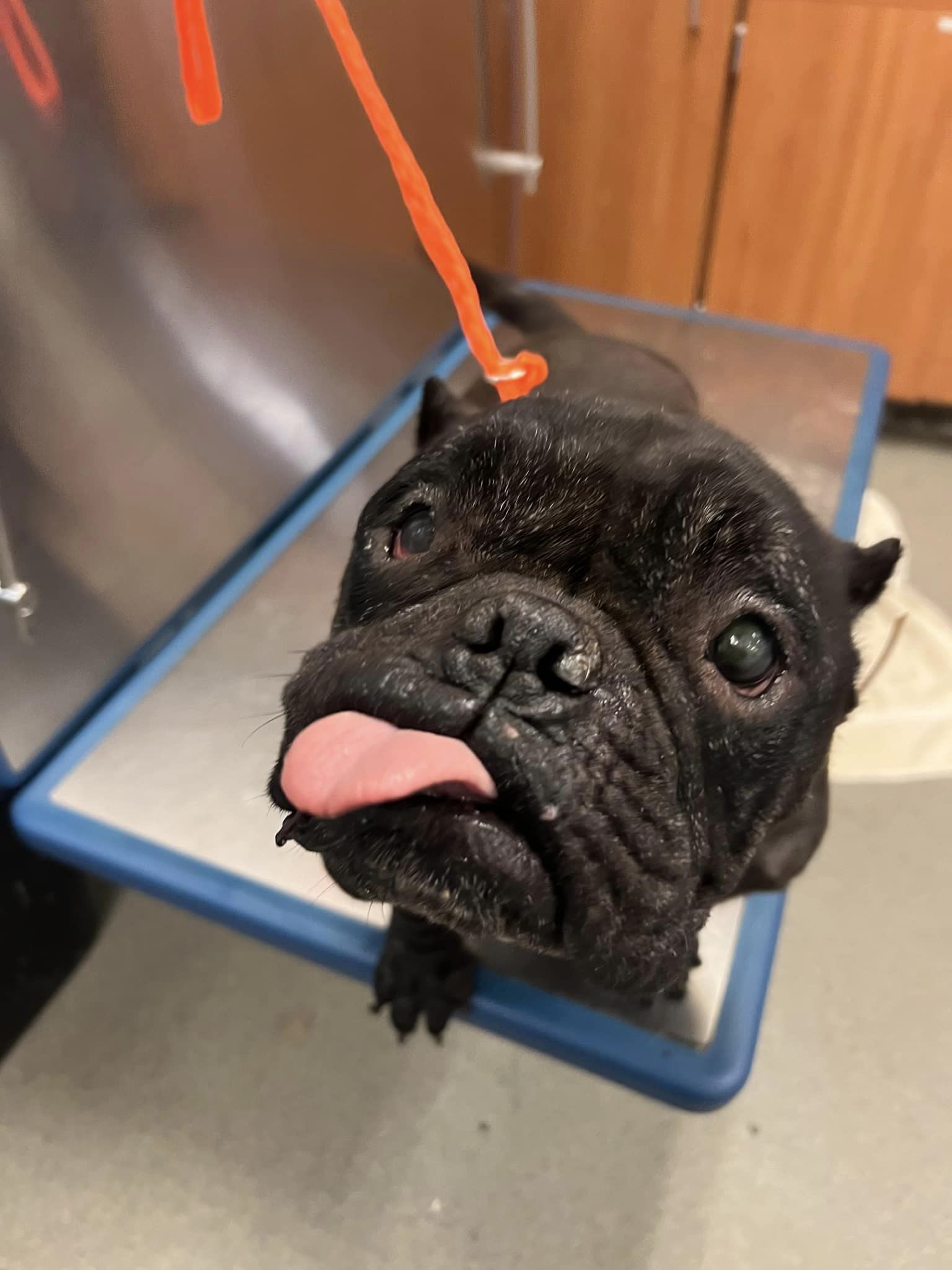 Miami shelter’s ‘cuddler’ English bulldog in need of immediate medical care to keep her safe Miami shelter’s ‘cuddler’ English bulldog in need of immediate medical care to keep her safe