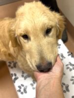 Five-month-old golden retriever puppy dumped at shelter with no reason given