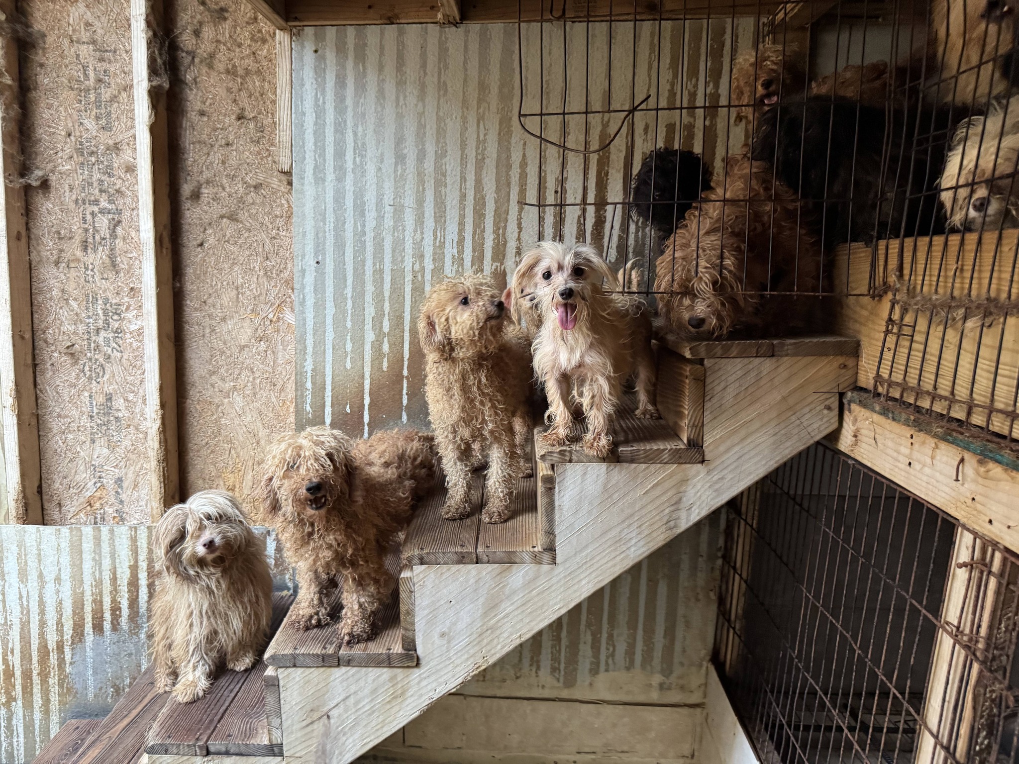 More than 100 dogs and puppies recovering after having been rescued from alleged puppy mill