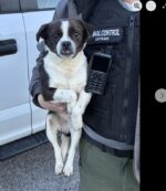 Dog abandoned in carrier with handwritten note calling the dog ‘stupid’