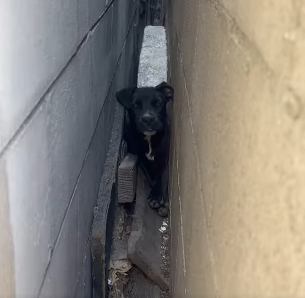 Unwanted and scared stray dog hid between six inch walls for weeks until help arrived Unwanted and scared stray dog hid between six inch walls for weeks until help arrived