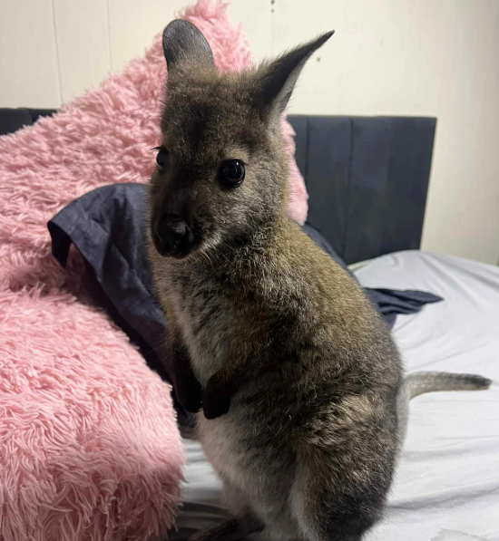 Wisconsin woman fighting to keep pet wallaby, tender reminder after her daughter’s passing but city says no