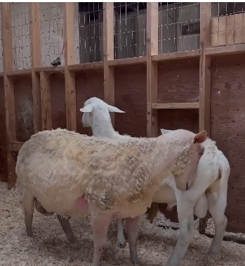 Two sheep found each other after escaping slaughter have become ‘besties’