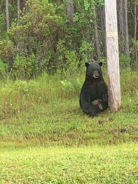 Florida tourists warned not to take selfies with ‘bear clearly not in the mood’ Florida tourists warned not to take selfies with ‘bear clearly not in the mood’