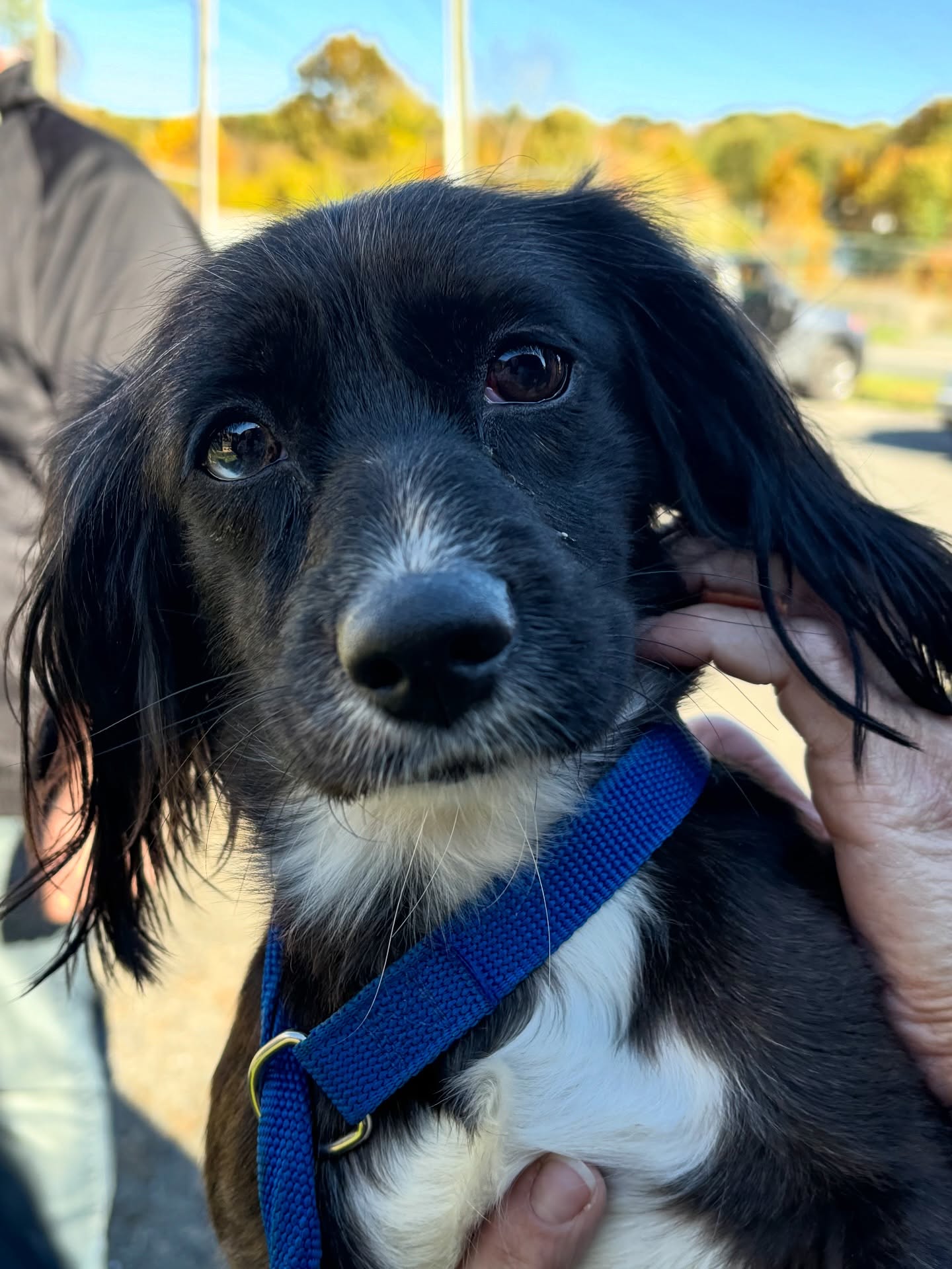 Viral video of man appearing to abuse small dog under investigation by Waterbury police