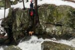 Firefighters rescue dog dangerously clinging onto waterfall’s edge