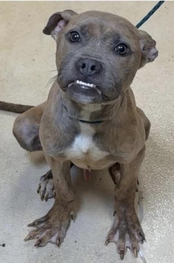 Web footed puppy putting on full charm offensive captures hearts hoping to be adopted
