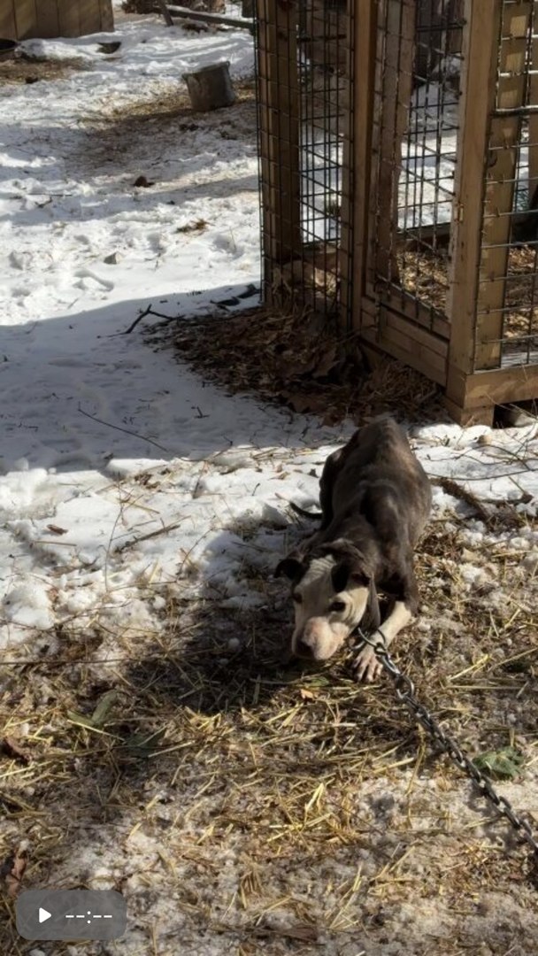 Heartbreaking: 10 heavily chained abandoned dogs found shivering and hungry in bitter cold