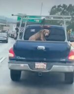 Disturbing video of dog chained to back of pickup truck sparks urgent efforts to find him loving home Disturbing video of dog chained to back of pickup truck sparks urgent efforts to find him loving home