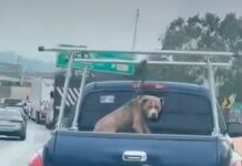 Disturbing video of dog chained to back of pickup truck sparks urgent efforts to find him loving home