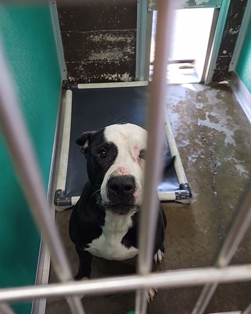 Pup’s heart is bigger than his head so imagine his sadness when every other dog around him went home