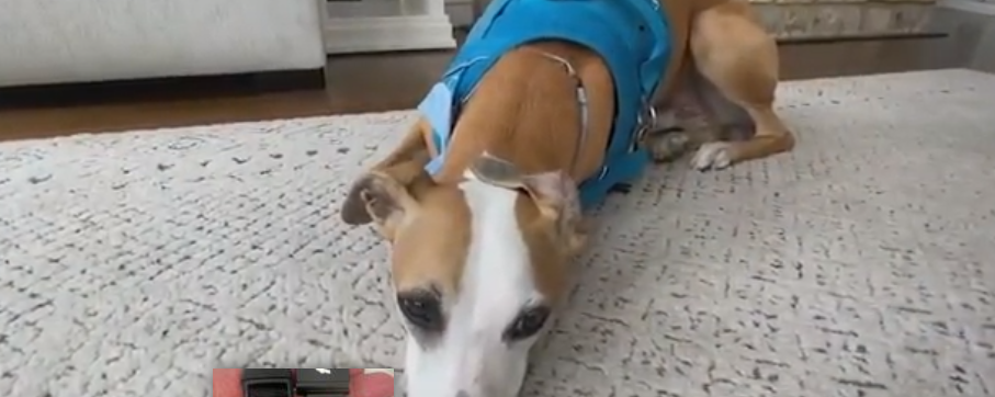 Homeless man lovingly cared for lost dog for days and turned the pup with a new blanket over to person who recognized pooch