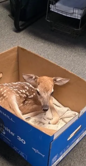 Police officer delivers fawn after car crash killed his mother