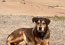 Loyal pup ran away twice only to return to exact spot where she had been abandoned