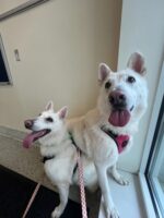 One abandoned dog tied to a pole while other dog free refused to move an inch losing hope