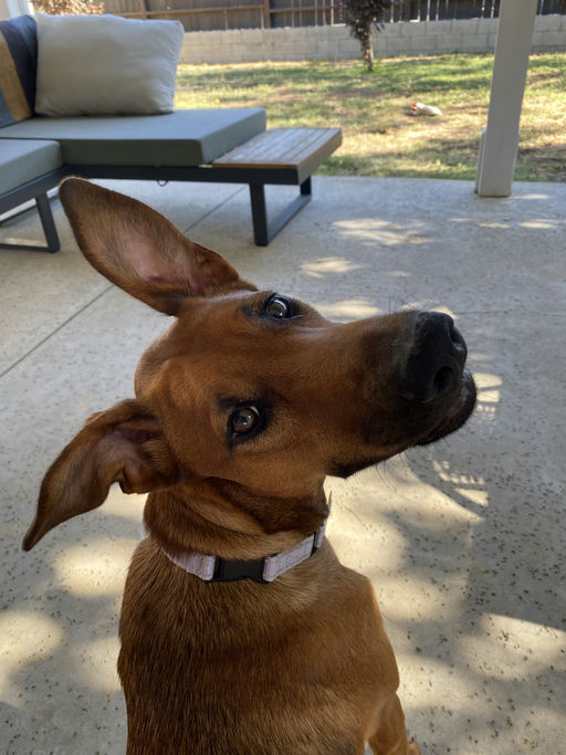 Energetic puppy locked away in shelter 3 months only given 3 short walks had been red listed at local shelter