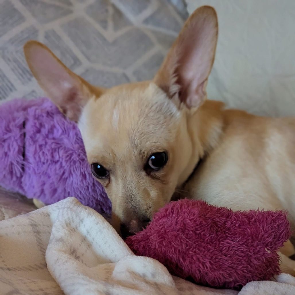 Adorable little gremlin that hoards sticks doesn’t want to be ‘that dog’ no one wants after being returned within 36 hours