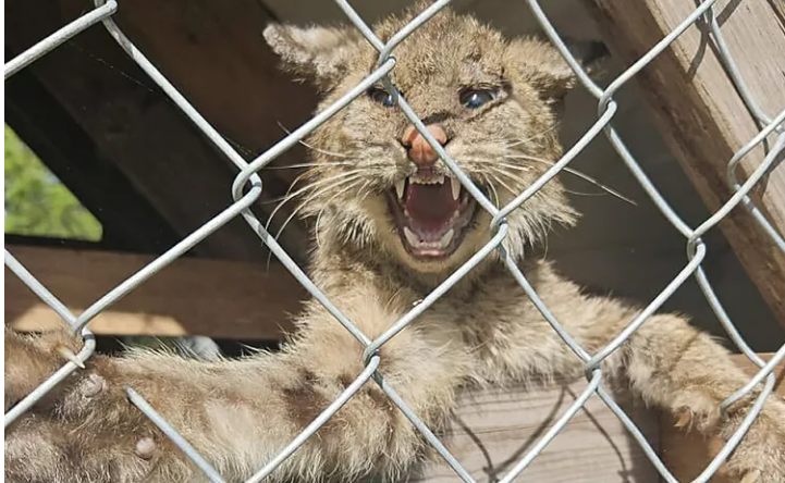 Wild looking undernourished and mange covered bobcat caught in Florida chicken coop receiving help she needs Wild looking undernourished and mange covered bobcat caught in Florida chicken coop receiving help she needs